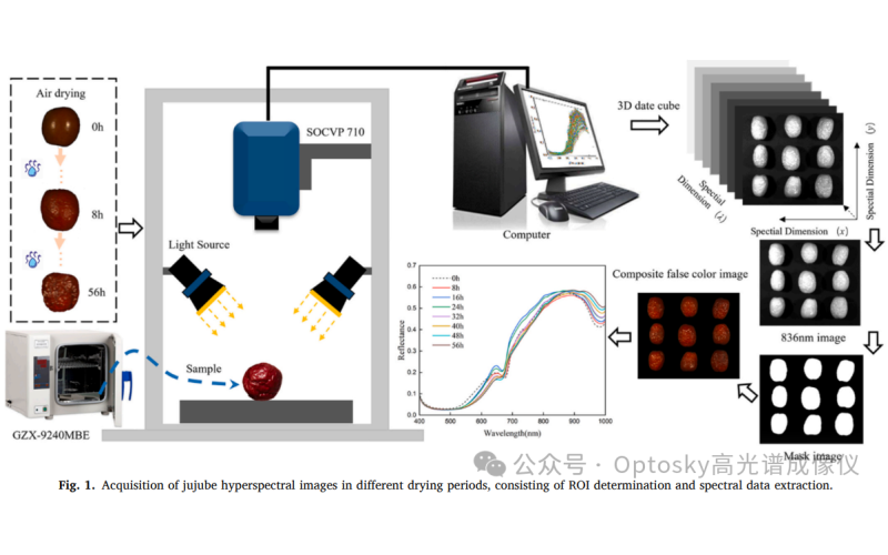 高光谱成像+深度学习：红枣干燥过程质量的&ldquo;可视化&rdquo;新路径