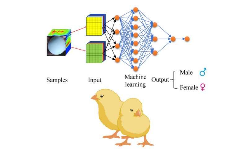 应用案例 - 光谱技术在孵化早期鸡胚蛋性别检测中的应用